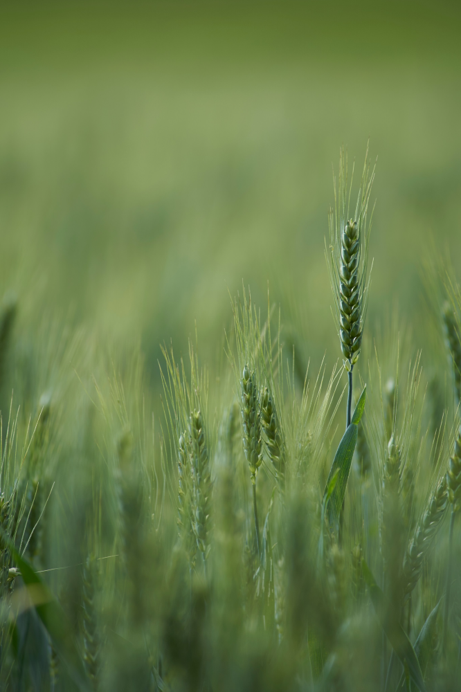 Soil & crop benefits